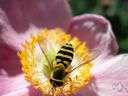 Allogamous - relating to cross-fertilization in plants