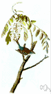 genus Spizella - chipping sparrow