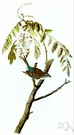 Spizella - chipping sparrow