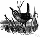 genus Cistothorus - marsh wrens