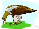 European sea eagle - bulky greyish-brown eagle with a short wedge-shaped white tail