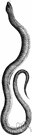 glass snake - snakelike lizard of Europe and Asia and North America with vestigial hind limbs and the ability to regenerate its long fragile tail