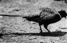 Phasianus colchicus - common pheasant having bright plumage and a white neck ring