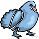 domestic pigeon - domesticated pigeon raised for sport or food
