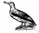 Diomedea exulans - very large albatross