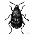 Acanthoscelides - a genus of Bruchidae