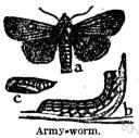 army worm - noctuid moth larvae that travel in multitudes destroying especially grass and grain