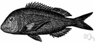 red porgy - food fish of the Mediterranean and Atlantic coasts of Europe and America