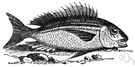 Chrysophrys - Australian snapper