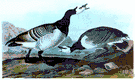 birdcall - the characteristic sound produced by a bird