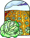 head cabbage plant - any of various cultivated cabbage plants having a short thick stalk and large compact head of edible usually green leaves