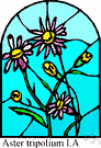 Aster tripolium - a common European aster that grows in salt marshes