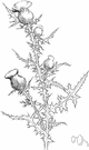 genus Cirsium - plume thistles
