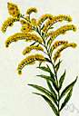 broad leaved goldenrod - a variety of goldenrod