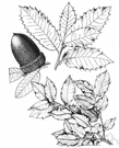 maul oak - medium-sized evergreen of southwestern United States and northwestern Mexico with oblong leathery often spiny-edged leaves