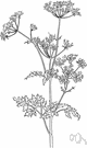Anthriscus cereifolium - aromatic annual Old World herb cultivated for its finely divided and often curly leaves for use especially in soups and salads