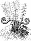 holly fern - any of various ferns of the genus Polystichum having fronds with texture and gloss like holly