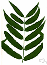Angiopteris evecta - highly variable species of very large primitive ferns of the Pacific tropical areas with high rainfall