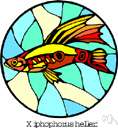 swordtail