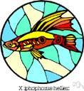 Xyphophorus helleri - freshwater fish of Central America having a long swordlike tail