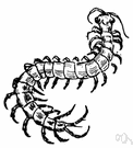 centipede - chiefly nocturnal predacious arthropod having a flattened body of 15 to 173 segments each with a pair of legs, the foremost pair being modified as prehensors