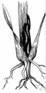 wheatworm - small roundworm parasitic on wheat