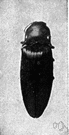 Pyrophorus - tropical click beetles