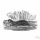 Richardson vole - of western North America