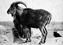 genus Ammotragus - genus of wild sheep