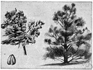 juniper berry - berrylike fruit of a plant of the genus Juniperus especially the berrylike cone of the common juniper