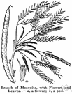 Prosopis juliiflora - mesquite of Gulf Coast and Caribbean Islands from Mexico to Venezuela