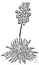 needle palm - yucca with long stiff leaves having filamentlike appendages