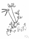 bird's foot clover - European forage plant having claw-shaped pods introduced in America