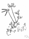 Lotus corniculatus - European forage plant having claw-shaped pods introduced in America