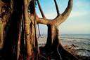 white mangrove - a small to medium-sized tree growing in brackish water especially along the shores of the southwestern Pacific