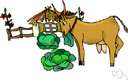 mixed farming - growing crops and feed and livestock all on the same farm