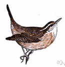 Carolina wren - large United States wren with a musical call