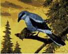 Lanius - type genus of the Laniidae: typical shrikes