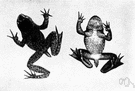 Ascaphus trui - western North American frog with a taillike copulatory organ