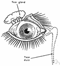 tear duct - any of several small ducts that carry tears from the lacrimal glands