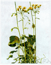 golden groundsel - weedy herb of the eastern United States to Texas having golden-yellow flowers