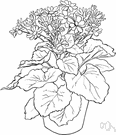 Senecio cineraria - stiff much-branched perennial of the Mediterranean region having very white woolly stems and leaves