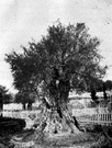 tanglebush - spiny branching deciduous shrub of southwestern United States having clusters of insignificant yellow-white flowers appearing before leaves followed by attractive black berrylike fruits