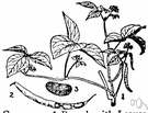 cowpea - fruit or seed of the cowpea plant