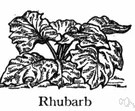 rhubarb - plants having long green or reddish acidic leafstalks growing in basal clumps