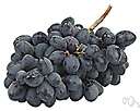 Vitis vinifera - common European grape cultivated in many varieties