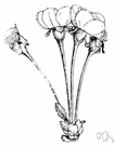 umbel-like - resembling an umbel in form