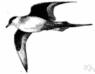 parasitic jaeger - a variety of jaeger
