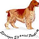 springer - a large spaniel with wavy silky coat usually black or liver and white