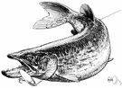 northern pike - voracious piscivorous pike of waters of northern hemisphere